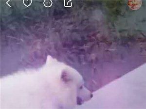 撒姆耶狗??丢了