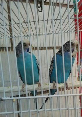 以蓝头鹦哥为宠物的饲养方法(详细介绍饲养蓝头鹦哥的技巧和注意事项)