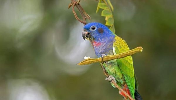 以蓝头鹦哥为宠物的饲养方法(详细介绍饲养蓝头鹦哥的技巧和注意事项)