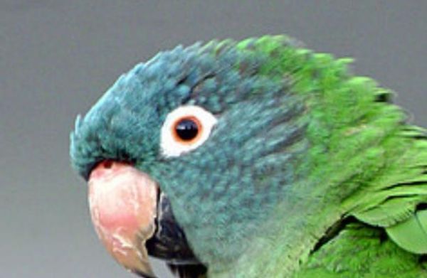 以蓝头鹦哥为宠物的饲养方法(详细介绍饲养蓝头鹦哥的技巧和注意事项)
