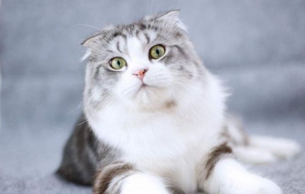 好的猫粮成分分析,教你看懂猫粮