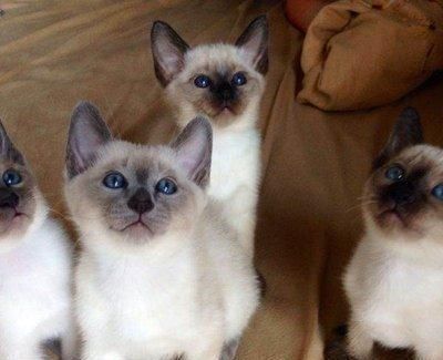 好的猫粮成分分析,教你看懂猫粮