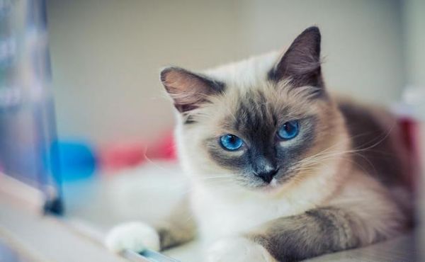 好的猫粮成分分析,教你看懂猫粮