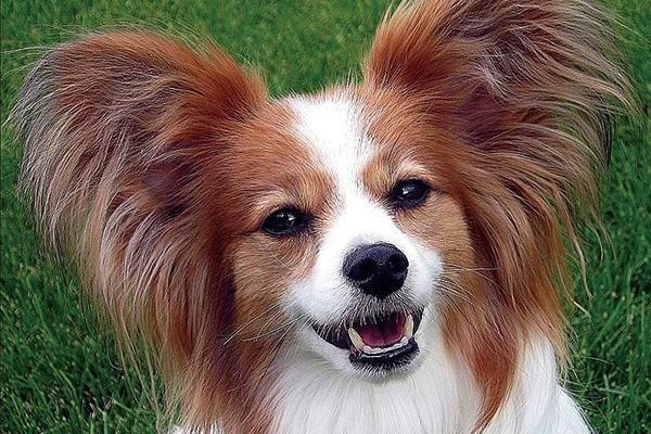 蝴蝶犬优缺点分析