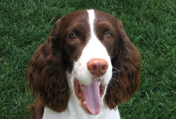 史宾格犬为什么没人养