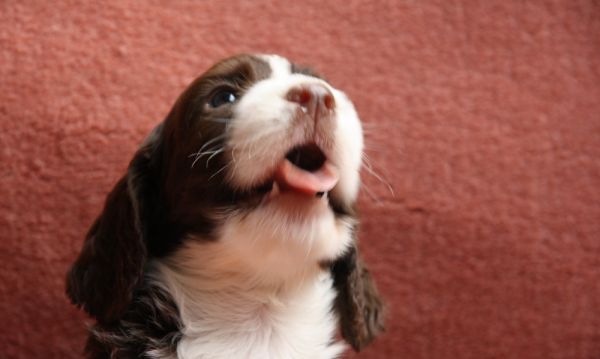 史宾格犬为什么没人养