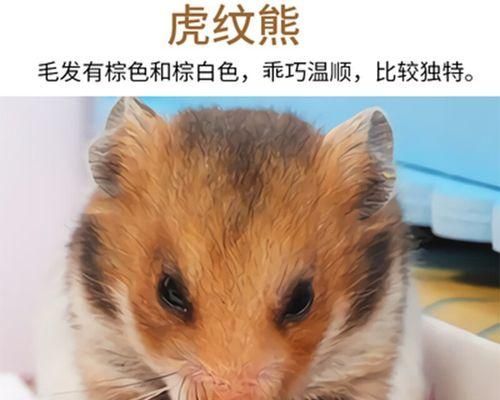 如何让你的宠物黑熊仓鼠健康快乐成长（如何让你的宠物黑熊仓鼠健康快乐成长）