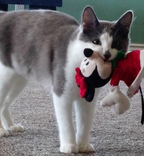 猫咪爱你的八种表现