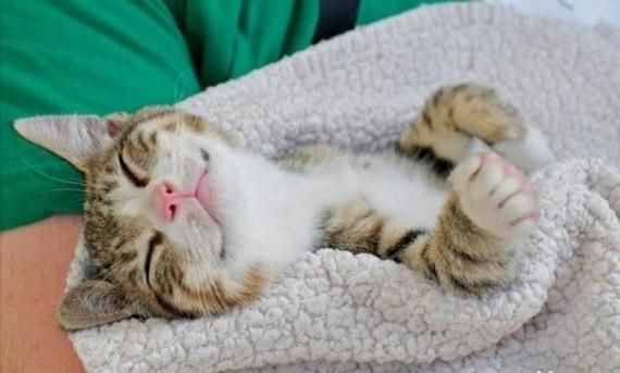 猫咪爱你的八种表现