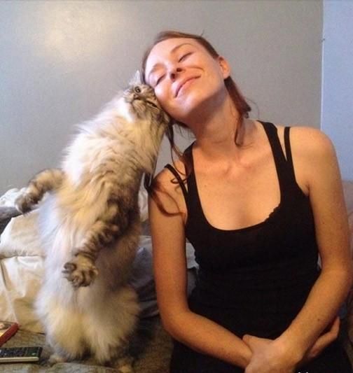 猫咪爱你的八种表现