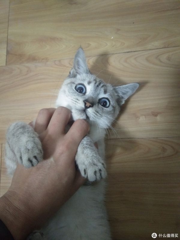 喵星人来袭！揭秘猫咪的日常趣事