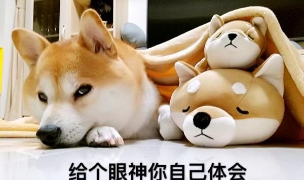 萌宠表情包。总有一个你能用得到