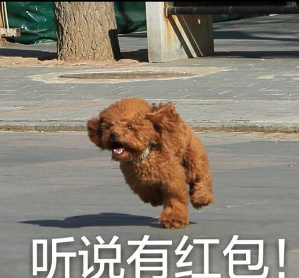 萌宠表情包。总有一个你能用得到