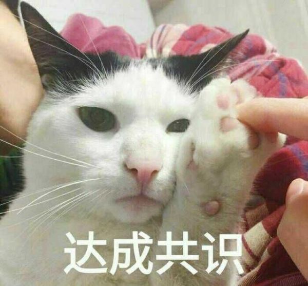 萌宠表情包。总有一个你能用得到
