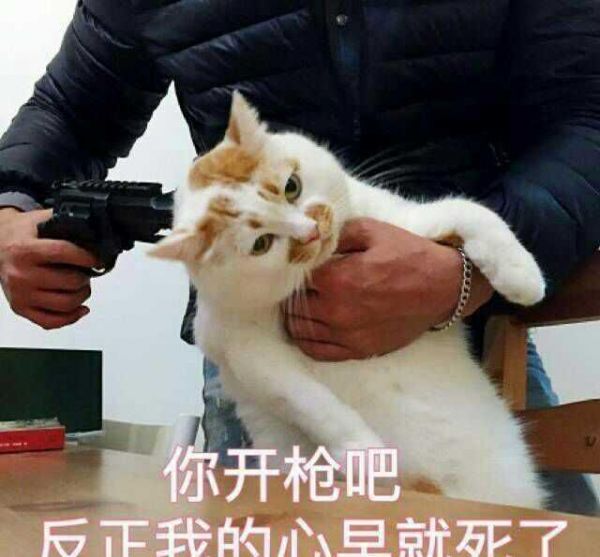 萌宠表情包。总有一个你能用得到