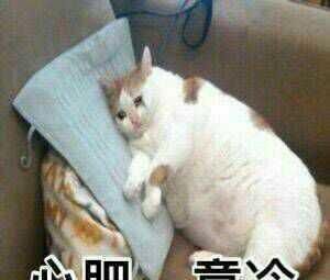 萌宠表情包。总有一个你能用得到