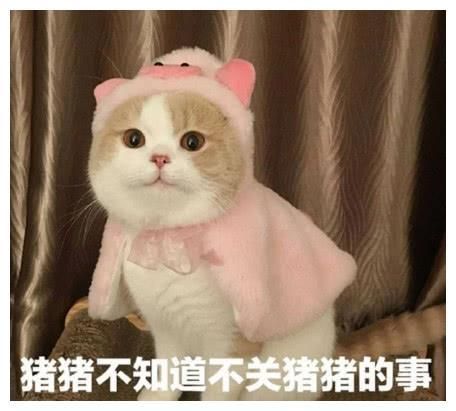 萌宠猫咪可爱表情包:我什么都不知道 我只是一只小猫咪!