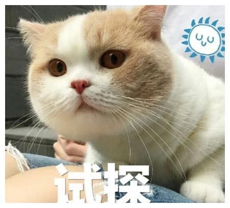 萌宠猫咪可爱表情包:我什么都不知道 我只是一只小猫咪!