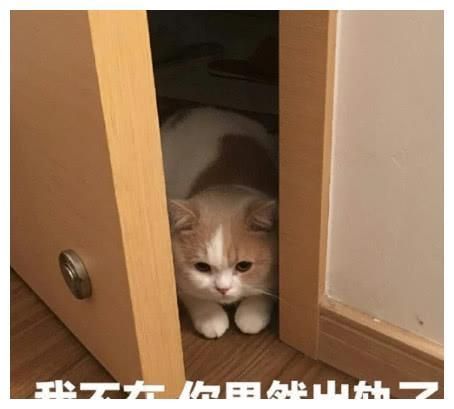 萌宠猫咪可爱表情包:我什么都不知道 我只是一只小猫咪!