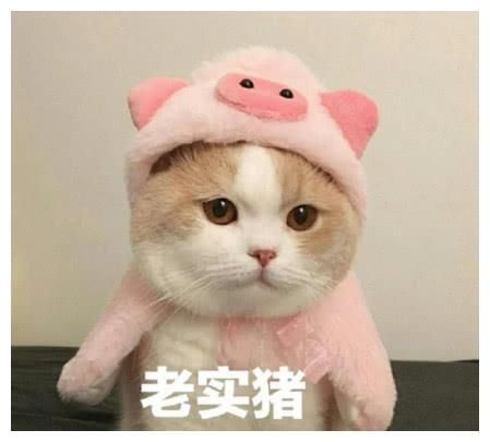 萌宠猫咪可爱表情包:我什么都不知道 我只是一只小猫咪!