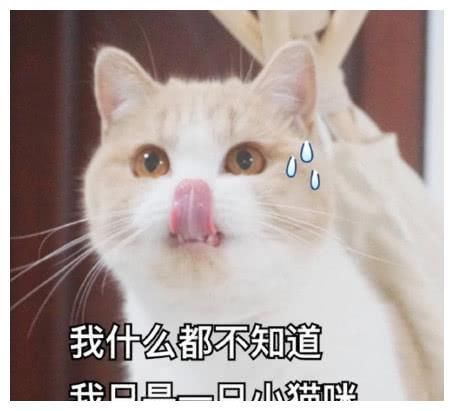 萌宠猫咪可爱表情包:我什么都不知道 我只是一只小猫咪!