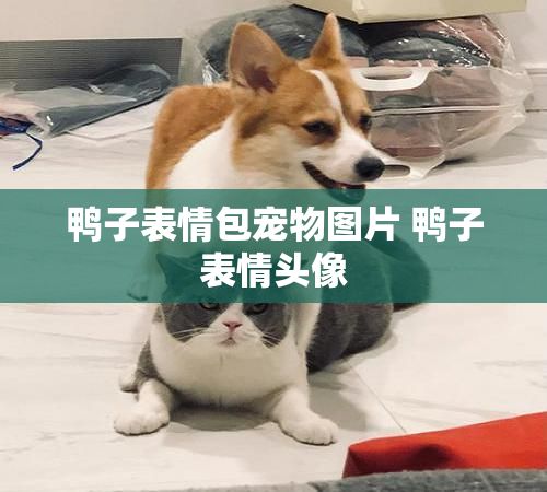 鸭子表情包宠物图片 鸭子表情头像