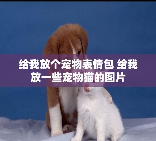 给我放个宠物表情包 给我放一些宠物猫的图片