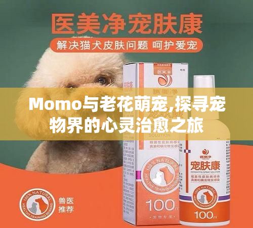Momo与老花萌宠,探寻宠物界的心灵治愈之旅