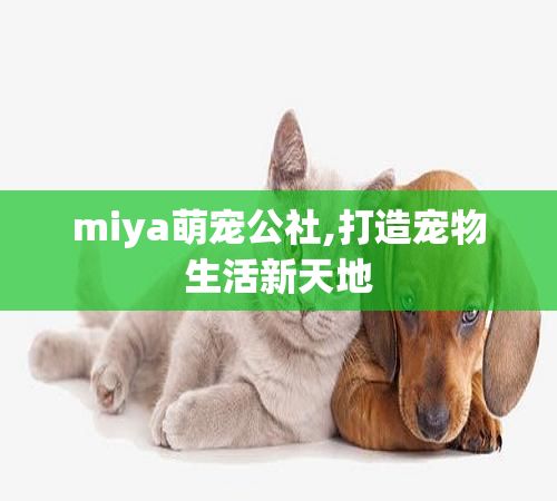 miya萌宠公社,打造宠物生活新天地