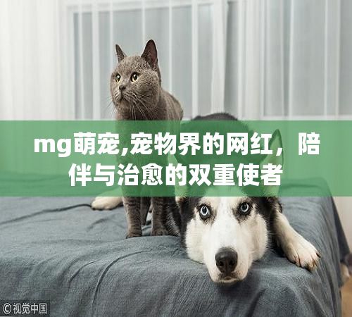 mg萌宠,宠物界的网红，陪伴与治愈的双重使者