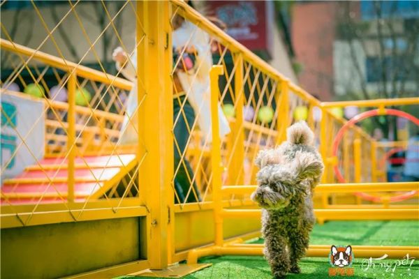 探索无限乐趣,下载萌宠乐园,开启全新宠物世界