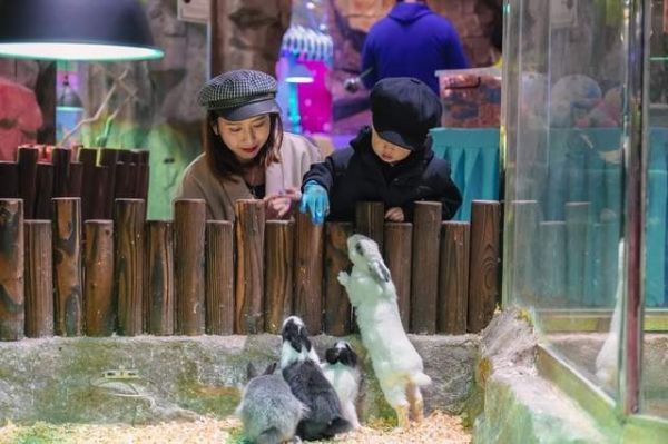 探索无限乐趣,下载萌宠乐园,开启全新宠物世界