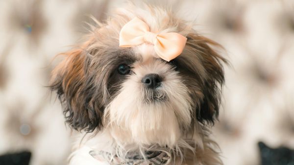 萌宠乐园游戏,打造你的梦幻宠物世界,畅享欢乐时光