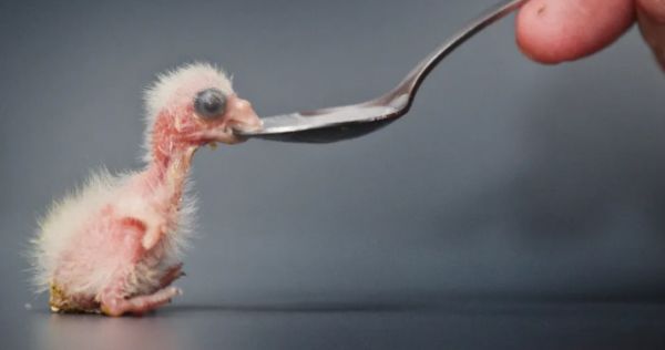 新手养鹦鹉| 断奶鹦鹉和不断奶鹦鹉怎么选？