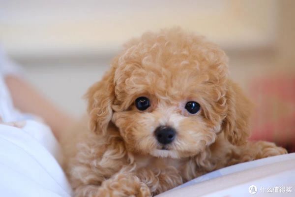 茶杯犬：萌宠背后的考量——是否适合饲养？