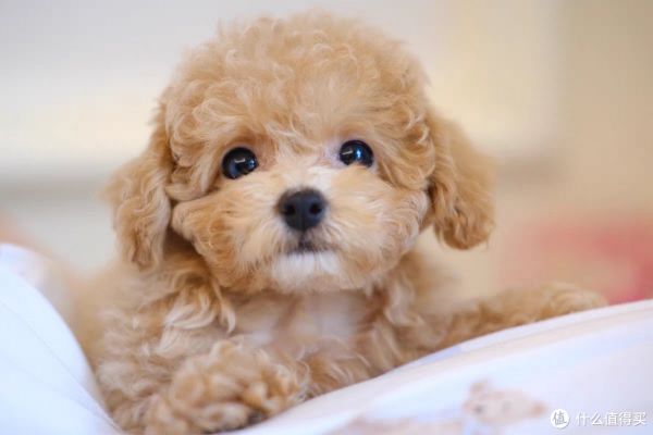 茶杯犬：萌宠背后的考量——是否适合饲养？