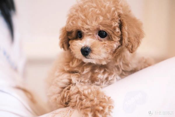 茶杯犬：萌宠背后的考量——是否适合饲养？