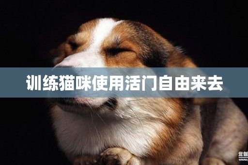 猫咪训练动作_宠物猫训练动作_宠物猫训练视频