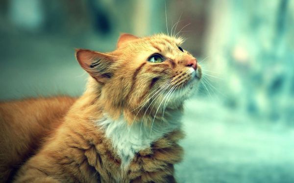 猫奴的必修课之《如何驯养你的猫》
