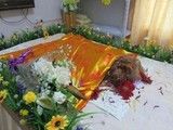 汉阳宠物单独火化-可协助宠主联系安乐服务