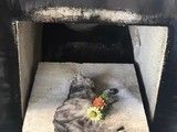 新洲正规宠物火化 殡葬服务-24小时宠物善终