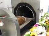 汉阳狗狗死了火化 宠物墓地-可协助宠主联系安乐服务