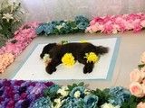 武汉猫咪火化 宠物狗火化 宠物狗火葬-宠物去世一站式服务