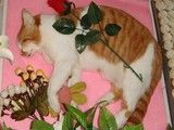武汉蔡甸宠物火化 猫咪火化 狗狗火化-宠物火化电话