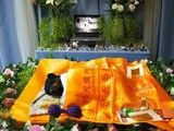 武汉江岸宠物火化 宠物殡葬-宠物去世一站式服务