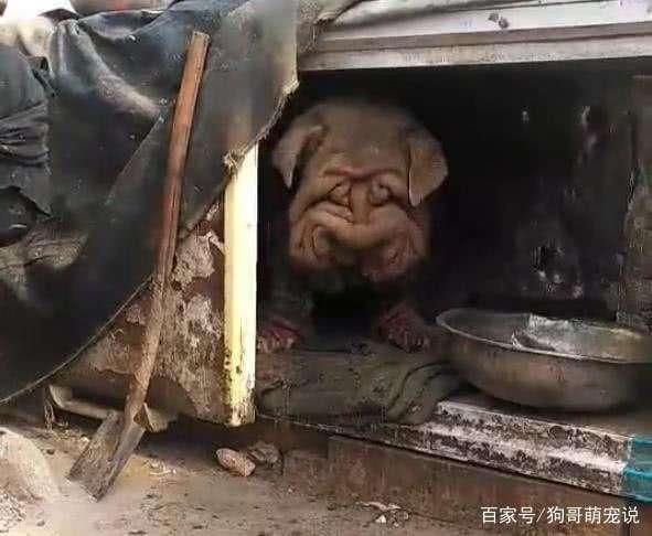 这几只可爱的狗狗，看起来也像是一头小猪，难不成是和猪杂交的