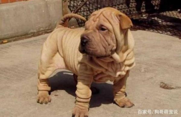 这几只可爱的狗狗，看起来也像是一头小猪，难不成是和猪杂交的