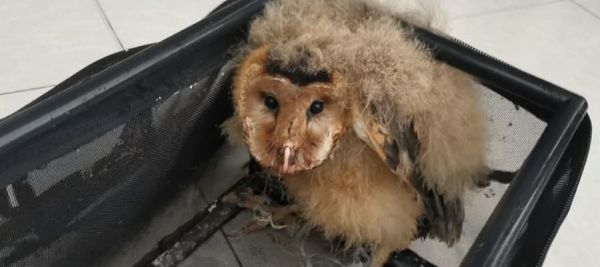 以猴面犬为宠物的饲养方法（从选购到喂养）