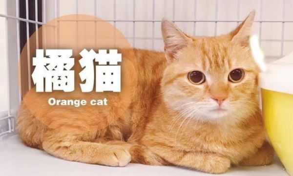 猫咪毛色不同性格大不同，橘猫又聪明又温和，奶牛猫就让人头疼了