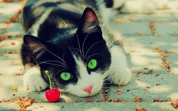 猫咪毛色不同性格大不同，橘猫又聪明又温和，奶牛猫就让人头疼了